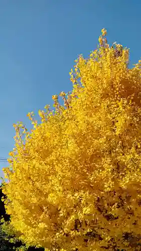 檀王法林寺（栴檀王院無上法林寺）の自然