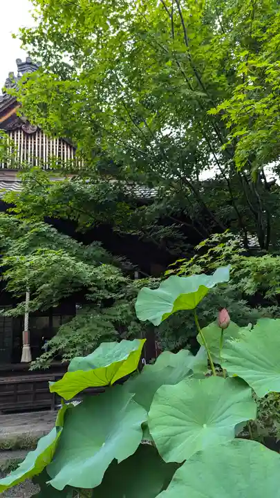 勝林寺(京都府)