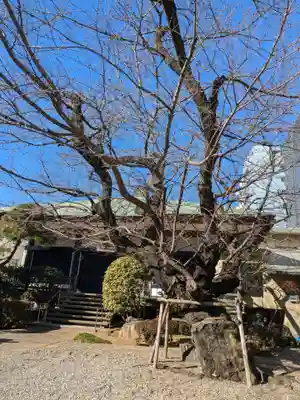 正行寺(東京都)