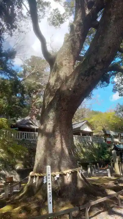 事任八幡宮(静岡県)