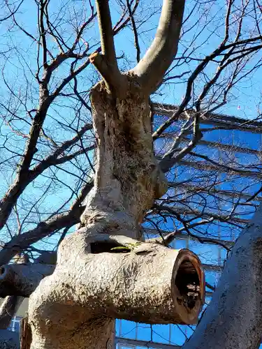 阿邪訶根神社の自然