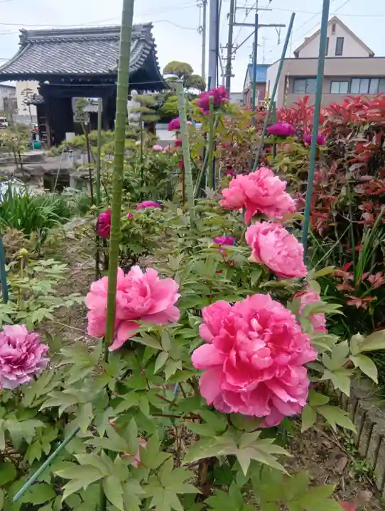 本覚寺(岐阜県)