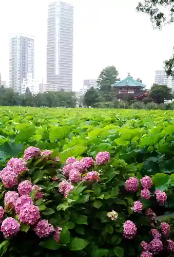 寛永寺不忍池弁天堂の自然