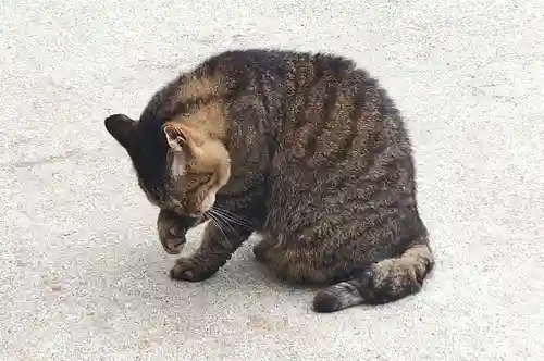 所澤神明社(埼玉県)