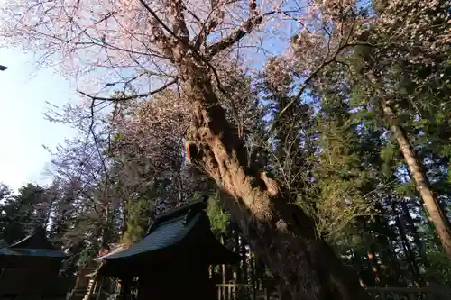 田村神社の自然