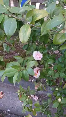 溝旗神社（肇國神社）の自然