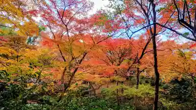 圓光寺(京都府)