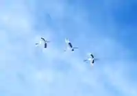 鶴居神社の動物