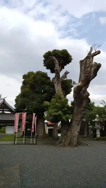 龍圓寺(埼玉県)