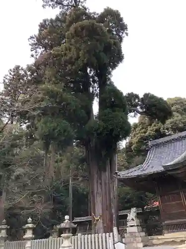 伊富岐神社の自然