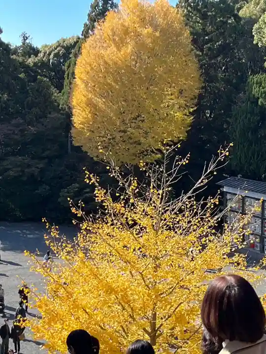 鶴岡八幡宮の自然