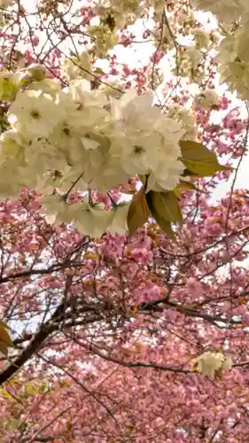 圓光寺(京都府)