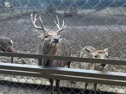 奥宮(鹿島神宮摂社)(茨城県)