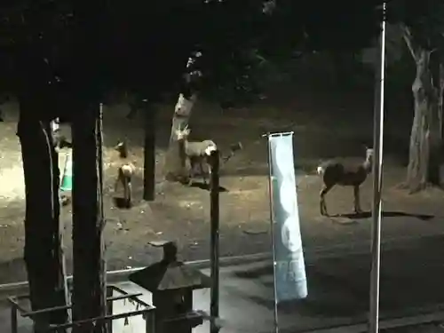 石山神社の動物