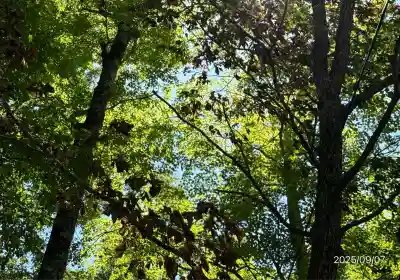 山中諏訪神社(山梨県)