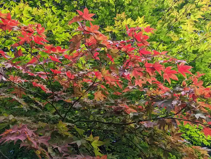 勝持寺(花の寺)(京都府)