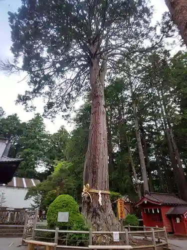 北口本宮冨士浅間神社の自然