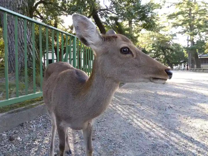 興福寺の動物
