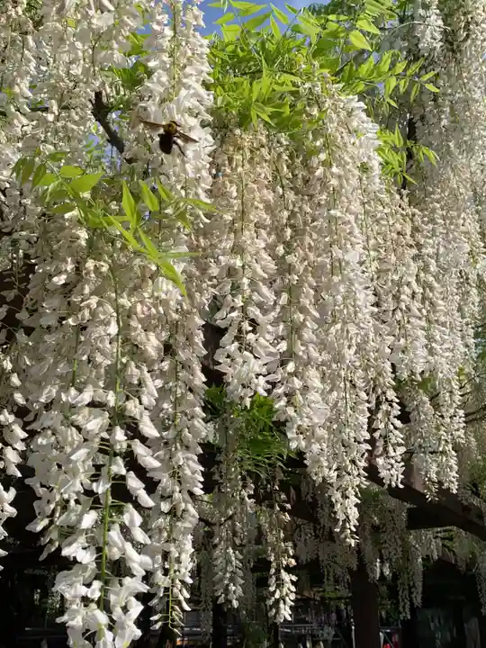 葛井寺(大阪府)