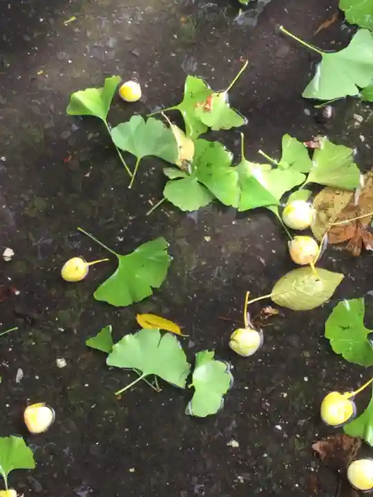 鶴若稲荷神社の自然