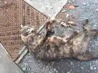 亀岡八幡宮(栃木県)