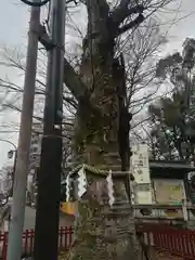 大國魂神社の自然