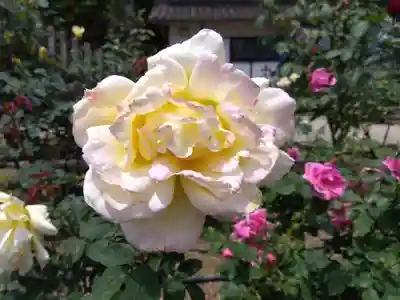 松尾寺(奈良県)