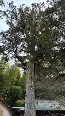 朝峯神社(高知県)
