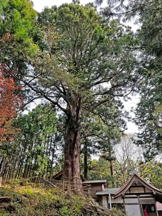 戸隠神社の自然