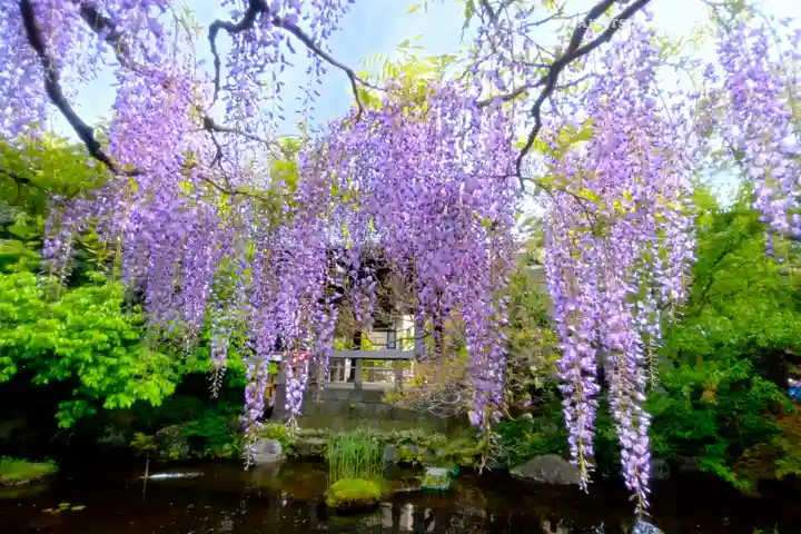 西新井大師総持寺(東京都)