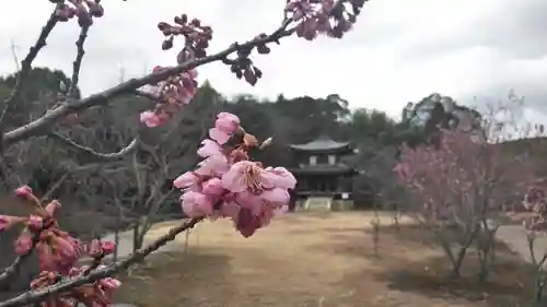 勧修寺の自然