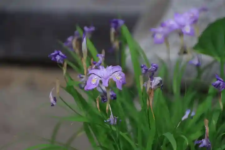 高司神社〜むすびの神の鎮まる社〜の自然