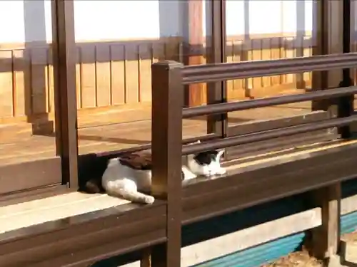 唐澤山神社の動物