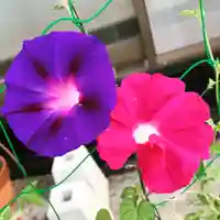 豊景神社の自然