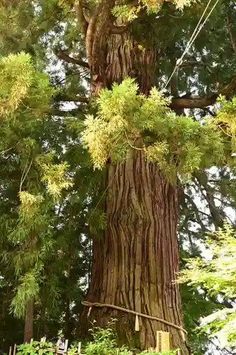 戸隠神社中社(長野県)