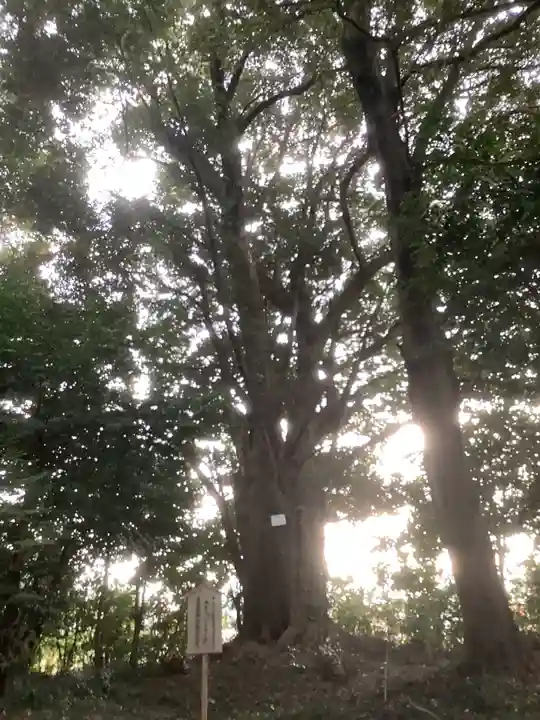 天道宮神明社(前原)の自然