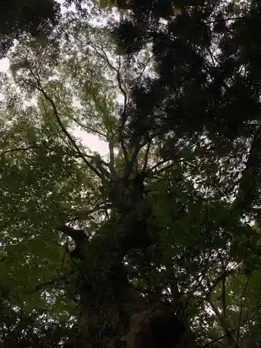 春日神社の自然