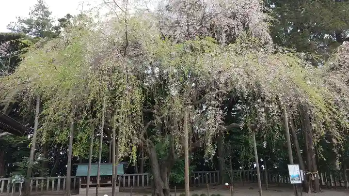 常陸第三宮 吉田神社の自然