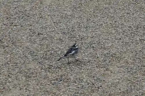 興福寺 南円堂の動物