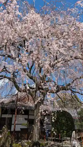 本満寺（本願満足寺）(京都府)