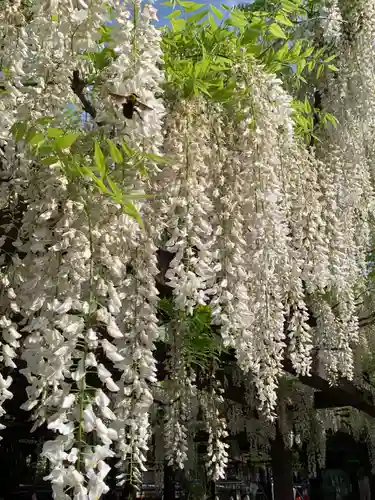 葛井寺(大阪府)