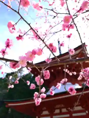 慈尊院(和歌山県)