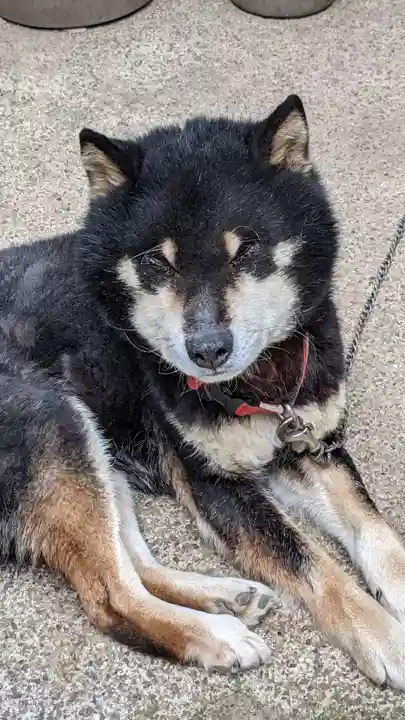 玉野御嶽神社の動物