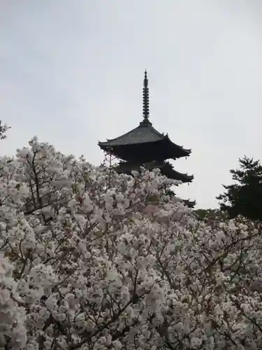 仁和寺の塔