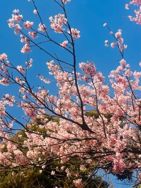 雪ケ谷八幡神社の{uncategorized: "未分類", other: "その他", undefined: "問題あり", building: "その他建物", grave: "お墓", sacred_gate: "鳥居", guardian: "狛犬", statue: "像", buddha: "仏像", history: "歴史", nature: "自然", garden: "庭園", animal: "動物", pagoda: "塔", temizu: "手水舎", mountain_gate: "山門・神門", sanctuary: "本殿・本堂", subordinate: "末社・摂社", art: "芸術", scenery: "景色", jizo: "地蔵", ema: "絵馬", goshuin: "御朱印", omikuji: "おみくじ", items: "授与品その他", amulet: "お守り", goshuincho: "御朱印帳", eats: "食事", festival: "お祭り", votive_dance: "神楽", shichigosan: "七五三参", wedding: "結婚式", experience: "体験その他", initially: "初詣", around: "周辺", anti_infection: "感染症対策"}