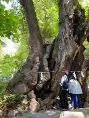 來宮神社(静岡県)