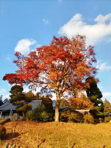 高徳寺の庭園