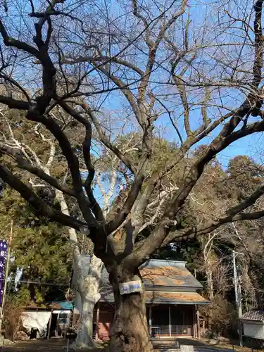 長者山新羅神社の自然