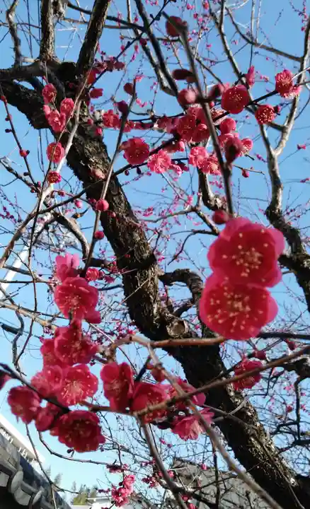 谷保天満宮の自然