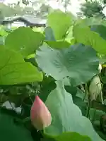 旗上弁財天社の自然